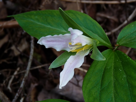 {Trillium persistens}